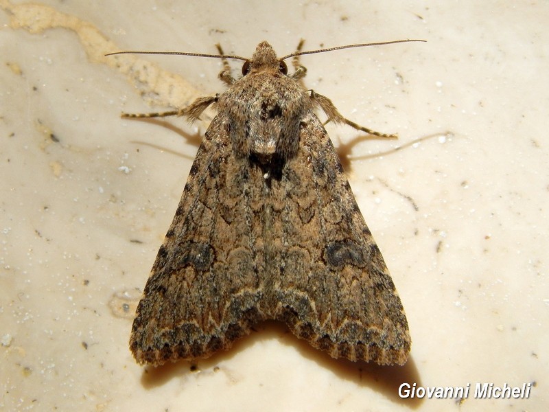 Serie di Falene da ID/confermare